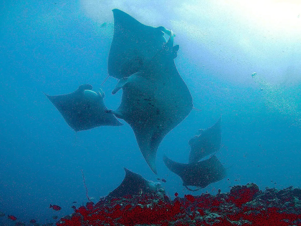 A group of reef manta rays gliding above a reef in blue water