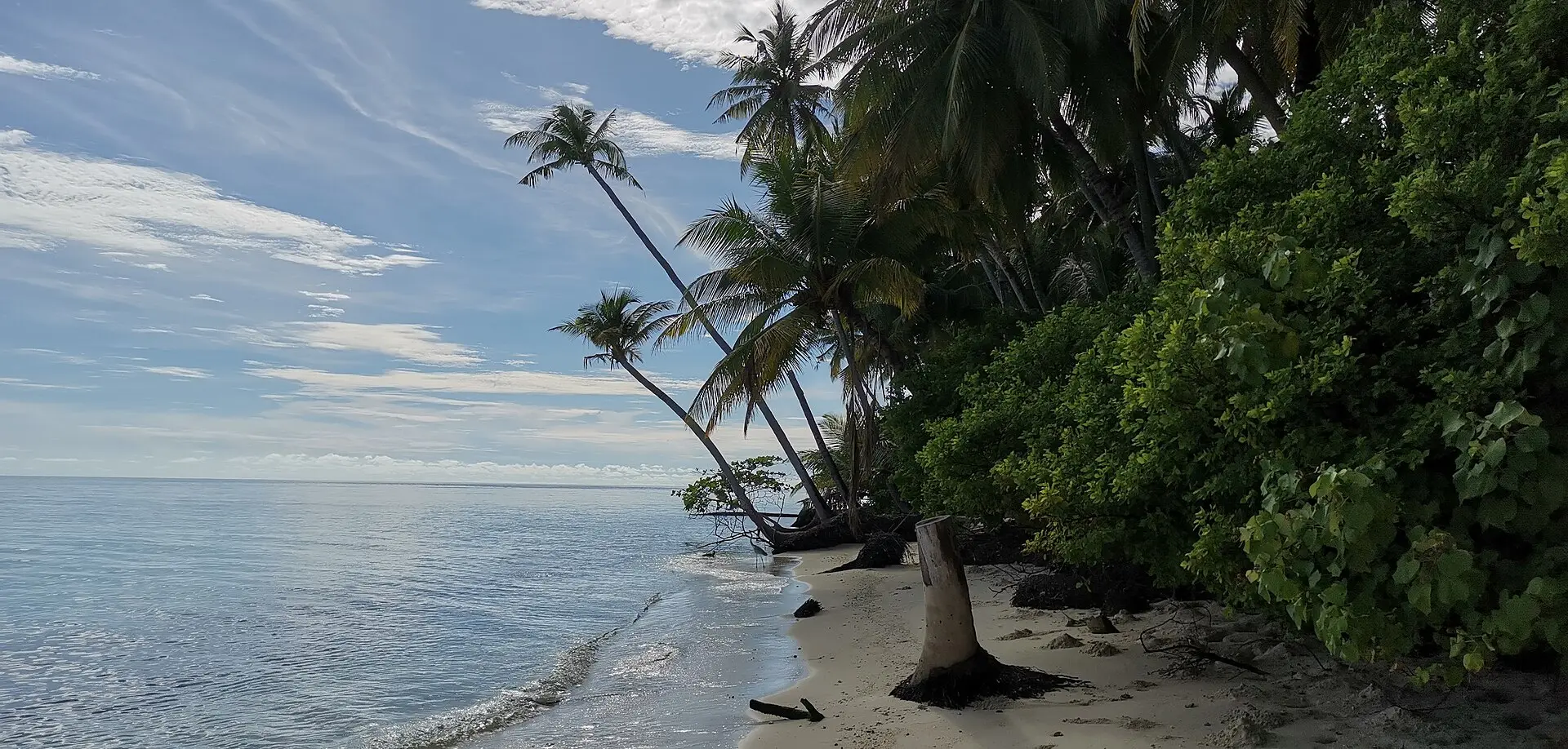 Leaning palms and dense greenery along a quiet beach on Felidhoo